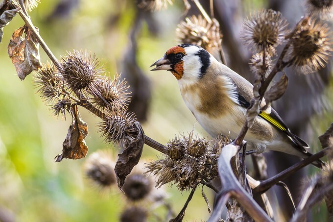 Small colored passerine bird perching on the burdock and eating its seeds